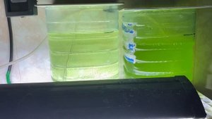 Тетраселмис - польза или вред) | Фитокультура | Морской Аквариум | Аквариум | кормление кораллов