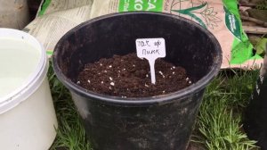 ГОРТЕНЗИИ!!! Высаживаю новинки карликовые сорта. ЛИТЛ ФРАЙЗ, ЛИТЛ БЛОССОМ, ПОЛЕСТАР, ТАЧ ОФ ПИНК.