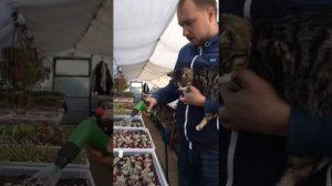 Как ухаживать за кактусами зимой? Как правильно поливать суккуленты?