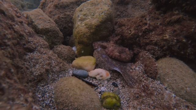 Осьминог присосался к человеку - как нападают осьминоги на своих жертв и охотятся. смотреть онлайн