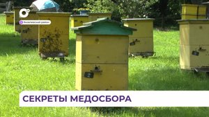 Сбор липового меда пчеловоды Приморья закончили, на очереди цветочный мед