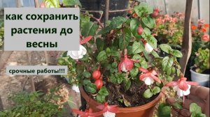 Готовлю к зимовке фуксии/ бегонии /пеларгонии. Как и где будут зимовать мои любимые цветы.