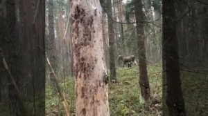 лось НАПАЛ на собаку