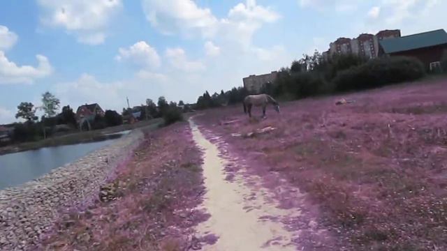 Торфянка или озеро торфяное в Нахабино