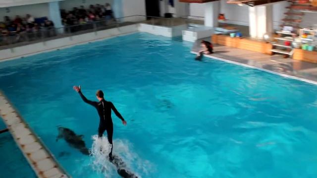 Дельфинарий города Набережные Челны.Проезд.MOV смотреть онлайн