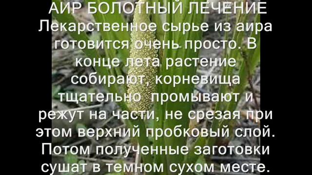 Аир болотный-Лечебные свойства смотреть онлайн