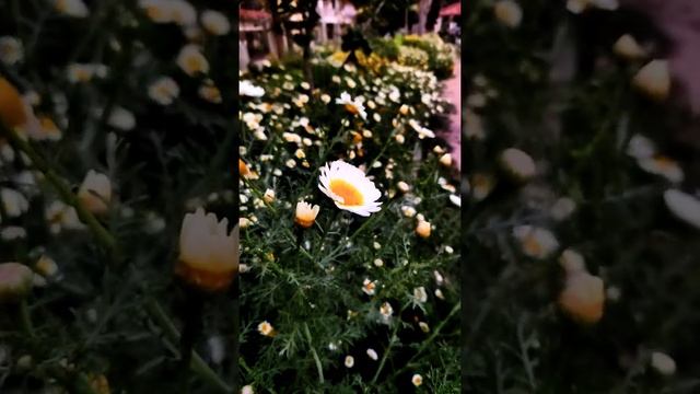 Leucanthemum paludosum #shorts #flowers #garden