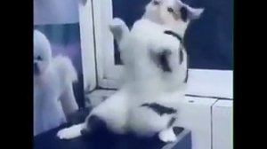 Кот танцует танец живота !!!