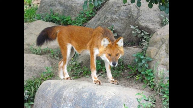 Amazing  wild dogs - The Dhole