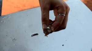 Как добывают жемчуг из ракушки