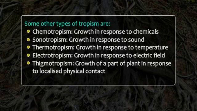Өсімдіктердегі ҚОЗҒАЛЫС смотреть онлайн