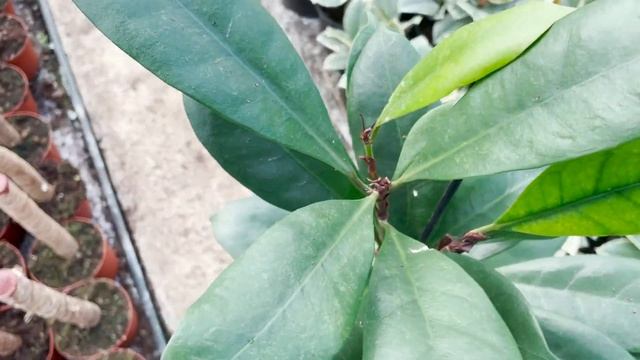 Ficus Cyathistipula | Live from the Nursery Series смотреть онлайн
