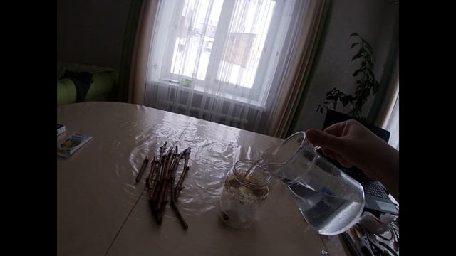 Укоренение черенков винограда, проращивание чубуков винограда подробно, замачивание черенков.