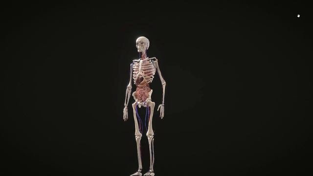 Anatomy