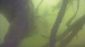 Подводная съёмка карпа зимой