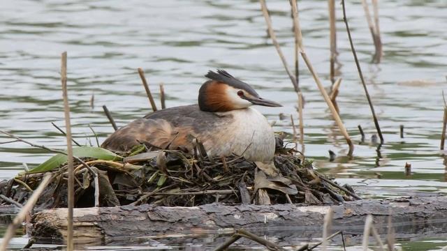 Чомги 170416 1к в Царицыно Panasonic G80 4K25fps 66 смотреть онлайн