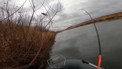 Щука на спиннинг осенью, в пасмурную погоду. Щука на спиннинг с лодки. #щукунаспиннинг