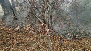 Горит лес в Вершино - Дарасунский (Забайкальский край)