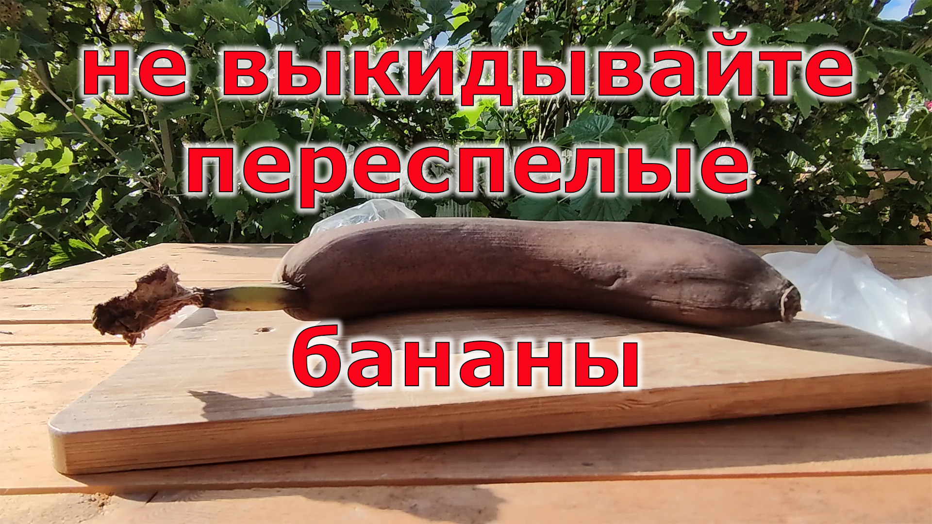 Борьба с муравьями при помощи банана