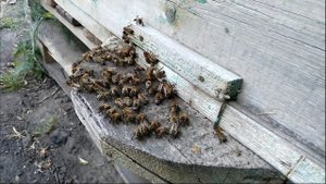 Мёд подсолнуха. Пригоден ли для зимовки.