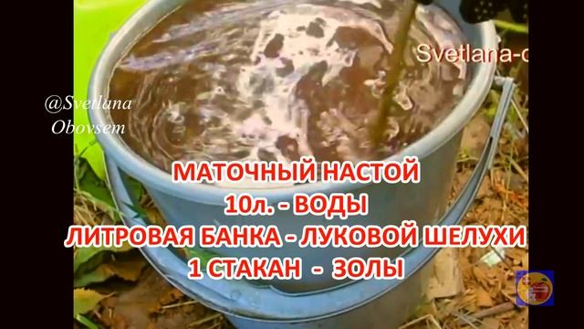 СПАСИБО БАБУШКЕ ЗА ПРОСТОЙ РЕЦЕПТ ОТ ПОЖЕЛТЕНИЯ ЛИСТЬЕВ.ЗЕЛЕНЫЕ ЛИСТЬЯ ДО КОНЦА ПЛОДОНОШЕНИЯ.ЗОЛА+ смотреть онлайн