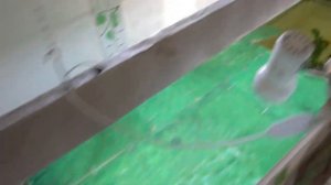 Кормление красноухих черепах рыбой. / Feeding red-eared turtles fish.