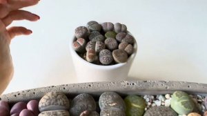 Литопсы/ Lithops. На какую глубину сажать литопсы? 05.11.2023.