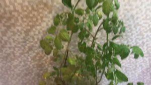 Помидоры на подоконнике. Гигантские. Опыт выращивания.