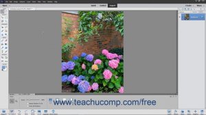 Photoshop Elements 2020 Tutorial Removing Color Adobe Training