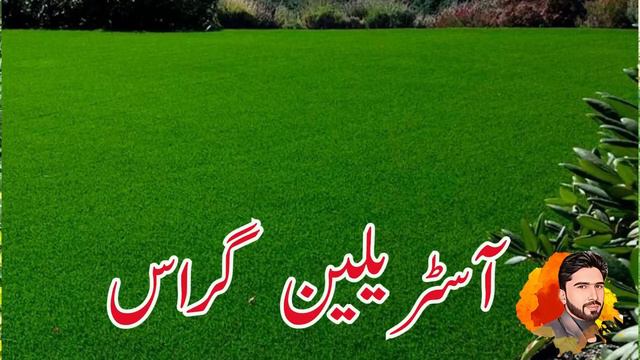 Top Quality Grass Varieties for Home lawn in 2023 | How to maintain grassy lawn | Tiny mini garden смотреть онлайн