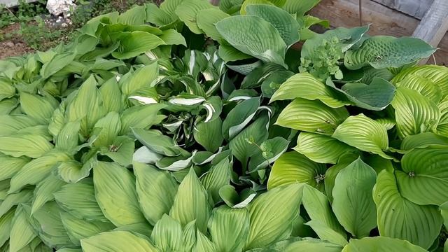 КРАСИВЫЕ МНОГОЛЕТНИЕ ЦВЕТЫ для ЦВЕТНИКА КЛУМБЫ и САДА цветы цветущие все лето смотреть онлайн