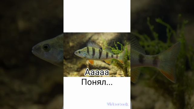 #ёрш полосатый#смешные картинки#