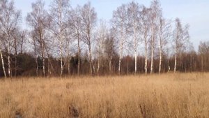 Прилесной участок площадью 15 соток в сердце села Стремилово Чеховского района Московской области