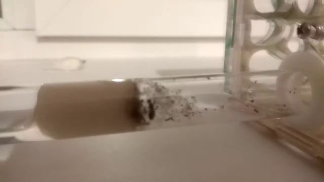 Тапинома заселение в новый формикарии с ареной смотреть онлайн