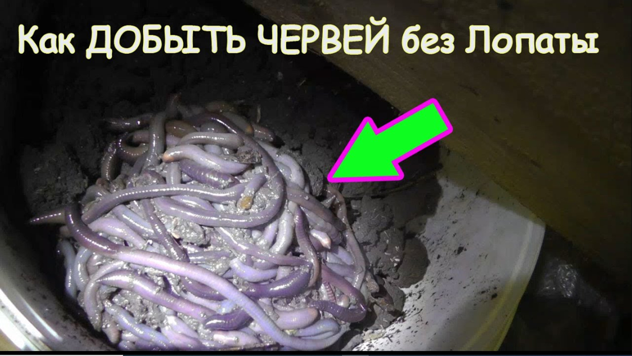 Как выкопать червей. Где копать червей для рыбалки. Червяки в земле в огороде. Как выкопать червей. Как выкопать червей.