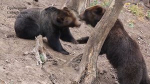 БУРЫЕ МЕДВЕДИ В ПРИМОРСКОМ САФАРИ ПАРКЕ