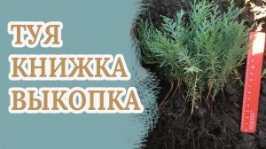 Выкопка сеянцев 2 х летки туи восточной Книжки-отправка по регионам.Питомник "Хвойный дворик"!