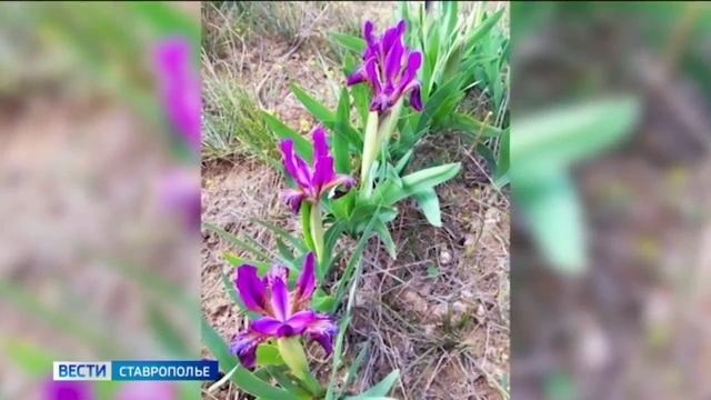 На востоке Ставрополья расцвели тюльпаны Биберштейна