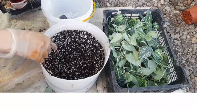 How to propagate Satin pothos ? The easiest Satin pothos propagation way смотреть онлайн