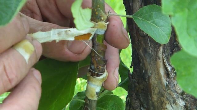 Как ухаживать за прививками яблони - Городской пижон №001 смотреть онлайн