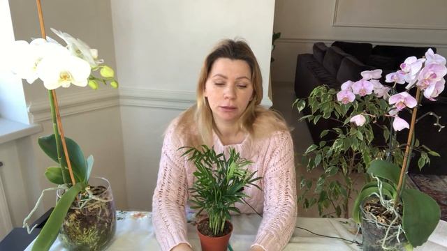 ХАМЕДОРЕЯ | УХОД В ДОМАШНИХ УСЛОВИЯХ