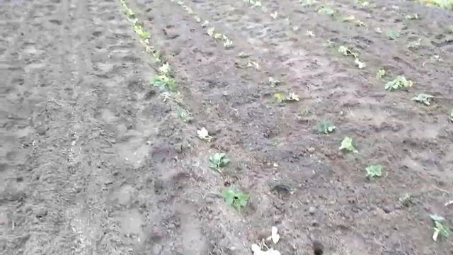 Альбион и прочие сорта.  Посадка саженцев клубники. смотреть онлайн