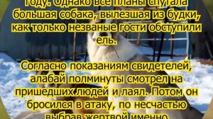 Вот это поворот! В Шарыпово алабай откусил ягодицу чиновникупытавшемуся спилить ёлку в частном двор