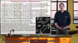 Функции крови. Эритроциты
