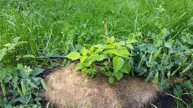 Почему саженец малины растёт медленнее чем взрослый куст