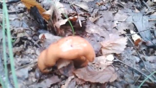 Tricholoma fulvum - Рядовка жёлто-бурая