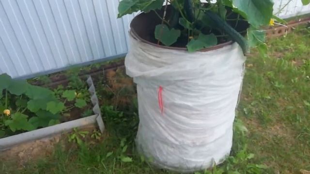 Выращиваем огурцы в бочке!