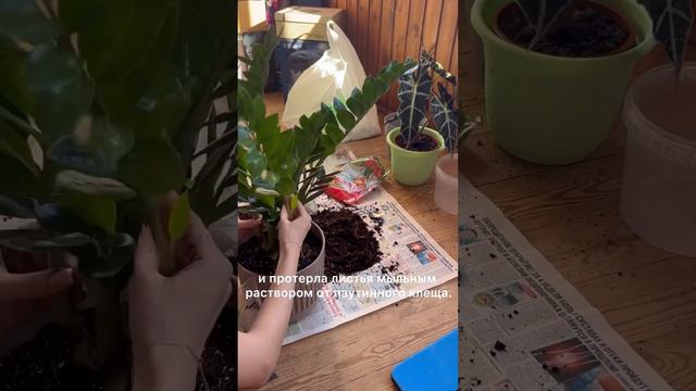 А какое у вас любимое растение?🌱 #цветы #растения #растениядома