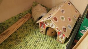 Домик для морской свинки/Нужен ли свинкам домик/Домик для грызунов/Елена и зверята