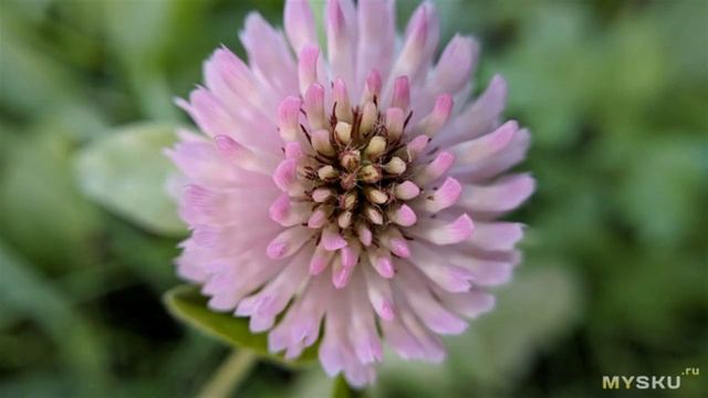 Обзор набора линз Apexel: Wide 16mm и Macro 10x для смартфона (+4 светофильтра) | #Обзор смотреть онлайн